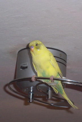 Tweetie auf Lampe