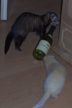 Die Freds mit Flasche