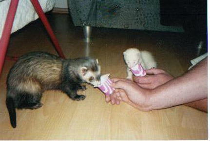 Frettchen mit Joghurt