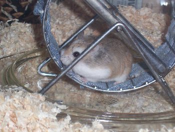 "Matchbox" auf der Rennbahn