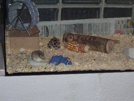 Raubtierf&uuml;tterung